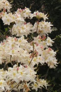 High Tide Aromi Azalea (Deciduous Rhododendron Hybrid) - 3 Gallon Pot -Flora Bloom Shop Native Azalea High Tide 10 1