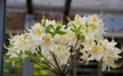 High Tide Aromi Azalea (Deciduous Rhododendron Hybrid) - 3 Gallon Pot -Flora Bloom Shop Native Azalea High Tide 2 1