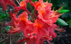 Jeb Stuart Native Azalea (Rhododendron) - 3 Gallon Pot 9 Jeb Stuart Native Azalea (Rhododendron) - 3 Gallon Pot -Flora Bloom Shop Native Azalea Jeb Stuart 2