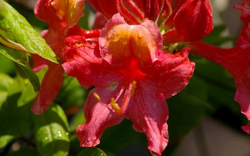 Jeb Stuart Native Azalea (Rhododendron) - 3 Gallon Pot 4 Jeb Stuart Native Azalea (Rhododendron) - 3 Gallon Pot - Image 4