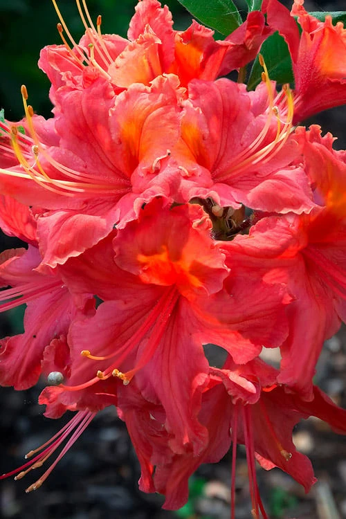 Jeb Stuart Native Azalea (Rhododendron) - 3 Gallon Pot 1 Jeb Stuart Native Azalea (Rhododendron) - 3 Gallon Pot
