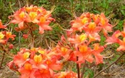 King's Trumpeter Aromi Azalea (Rhododendron Hybrid) - 3 Gallon Pot -Flora Bloom Shop Native Azalea Kings Trumpeter 3
