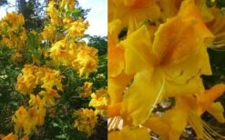 King's Wizard Aromi Azalea (Rhododendron Hybrid) - 3 Gallon Pot -Flora Bloom Shop Native Azalea Kings Wizard 4