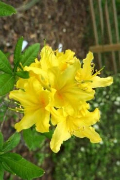 Lemonade Aromi Azalea (Rhododendron Hybrid) - 3 Gallon Pot -Flora Bloom Shop Native Azalea Lemonade 10