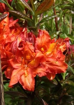 Mary Poppins Azalea (Rhododendron) - 3 Gallon Pot -Flora Bloom Shop Native Azalea Mary Poppins 5 1