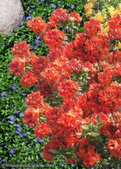 Mary Poppins Azalea (Rhododendron) - 5 Gallon Pot -Flora Bloom Shop Native Azalea Mary Poppins 6