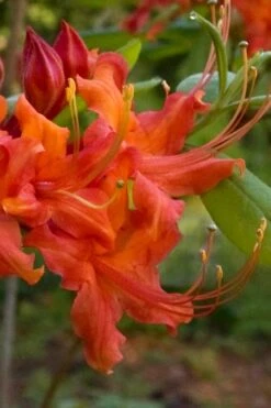 Oconee Native Azalea - Rhododendron Flammeum Speciosum - 1 Gallon Pot 9 Oconee Native Azalea - Rhododendron Flammeum Speciosum - 1 Gallon Pot -Flora Bloom Shop Native Azalea Oconee Flammeum 12