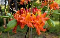 Oconee Native Azalea - Rhododendron Flammeum Speciosum - 1 Gallon Pot 11 Oconee Native Azalea - Rhododendron Flammeum Speciosum - 1 Gallon Pot -Flora Bloom Shop Native Azalea Oconee Flammeum 20