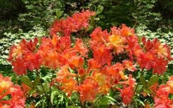 Oconee Native Azalea - Rhododendron Flammeum Speciosum - 1 Gallon Pot 10 Oconee Native Azalea - Rhododendron Flammeum Speciosum - 1 Gallon Pot -Flora Bloom Shop Native Azalea Oconee Flammeum 4
