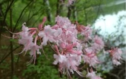 Pink Alabama Native Azalea - Rhododendron - 3 Gallon Pot 9 Pink Alabama Native Azalea - Rhododendron - 3 Gallon Pot -Flora Bloom Shop Native Azalea Pink Alabamense 3