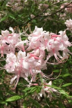 Pink Alabama Native Azalea - Rhododendron - 3 Gallon Pot 10 Pink Alabama Native Azalea - Rhododendron - 3 Gallon Pot -Flora Bloom Shop Native Azalea Pink Alabamense 5