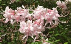 Pink Alabama Native Azalea - Rhododendron - 3 Gallon Pot 11 Pink Alabama Native Azalea - Rhododendron - 3 Gallon Pot -Flora Bloom Shop Native Azalea Pink Alabamense 7