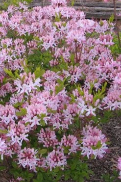 Pinxterbloom Azalea (Rhododendron Periclymenoides) - 3 Gallon Pot -Flora Bloom Shop Native Azalea Pinxterbloom 1