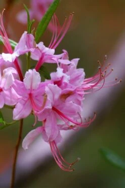 Pinxterbloom Azalea (Rhododendron Periclymenoides) - 3 Gallon Pot -Flora Bloom Shop Native Azalea Pinxterbloom 10