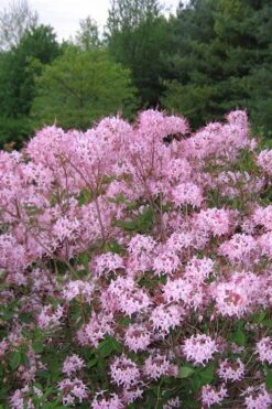 Pinxterbloom Azalea (Rhododendron Periclymenoides) - 3 Gallon Pot -Flora Bloom Shop Native Azalea Pinxterbloom 3