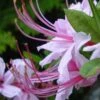 Pinxterbloom Azalea (Rhododendron Periclymenoides) - 3 Gallon Pot