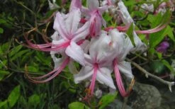 Pinxterbloom Azalea (Rhododendron Periclymenoides) - 3 Gallon Pot -Flora Bloom Shop Native Azalea Pinxterbloom 5