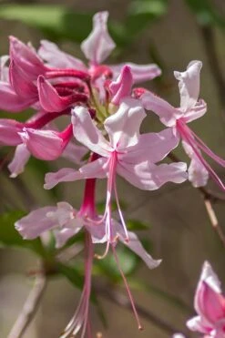Pinxterbloom Azalea (Rhododendron Periclymenoides) - 3 Gallon Pot -Flora Bloom Shop Native Azalea Pinxterbloom 9