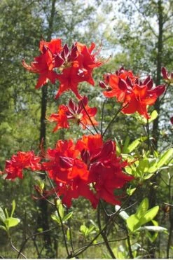 Radiant Red Aromi Azalea (Rhododendron Hybrid) - 1 Gallon Pot -Flora Bloom Shop Native Azalea Radiant Red 6