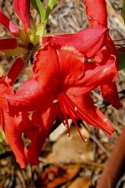 Radiant Red Aromi Azalea (Rhododendron Hybrid) - 1 Gallon Pot -Flora Bloom Shop Native Azalea Radiant Red 7
