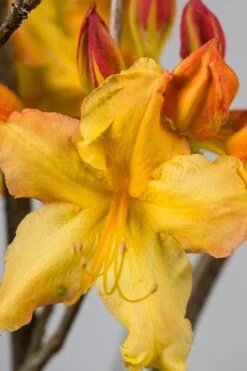 Solar Flare Sunbow Azalea - 3 Gallon Pot -Flora Bloom Shop Native Azalea Solar Flare Sunbow BS