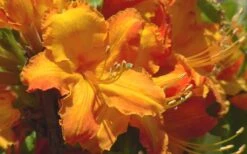 Solar Glow Sunbow Azalea - 3 Gallon Pot 7 Solar Glow Sunbow Azalea - 3 Gallon Pot -Flora Bloom Shop Native Azalea Solar Glow 2