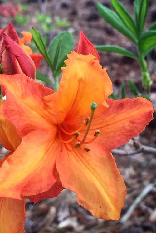 Solar Glow Sunbow Azalea - 3 Gallon Pot 1 Solar Glow Sunbow Azalea - 3 Gallon Pot