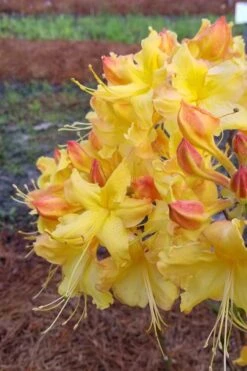 Solar Flare Sunbow Azalea - 3 Gallon Pot -Flora Bloom Shop Native Azalea Solor Flare Sunbow 2