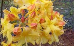 Solar Flare Sunbow Azalea - 3 Gallon Pot -Flora Bloom Shop Native Azalea Solor Flare Sunbow 3
