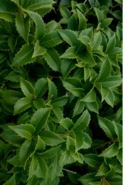 Wheeler's Cold Hardy Fragrant Tea Olive (Osmanthus) - 3 Gallon Pot -Flora Bloom Shop Osmanthus Carl Wheeler 15