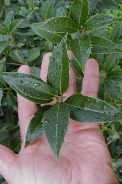 Wheeler's Cold Hardy Fragrant Tea Olive (Osmanthus) - 3 Gallon Pot -Flora Bloom Shop Osmanthus Carl Wheeler 6