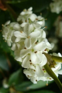 Wheeler's Cold Hardy Fragrant Tea Olive (Osmanthus) - 3 Gallon Pot -Flora Bloom Shop Osmanthus Carl Wheeler 9