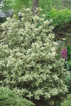 Goshiki Osmanthus (Variegated False Holly) - 7 Gallon Pot 9 Goshiki Osmanthus (Variegated False Holly) - 7 Gallon Pot -Flora Bloom Shop Osmanthus Goshiki 20