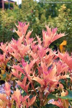 Party Lights Pink Flush Tea Olive - Osmanthus Heterophyllus - 5 Gallon Pot -Flora Bloom Shop Osmanthus Party Lights 11