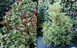 Fragrant Variegated Tea Olive - Osmanthus Heterophyllus 'Variegatus' - 3 Gallon Pot -Flora Bloom Shop Osmanthus Variegated False Holly 2