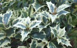 Fragrant Variegated Tea Olive - Osmanthus Heterophyllus 'Variegatus' - 3 Gallon Pot -Flora Bloom Shop Osmanthus Variegated False Holly Leaves