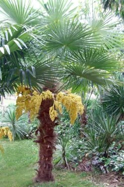 Windmill Cold Hardy Palm Tree - 7 Gallon Pot (2-3') -Flora Bloom Shop Palm Windmill 500x750 1