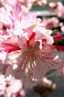 Peppermint Flowering Peach Tree - 5 Gallon Pot -Flora Bloom Shop Peach Flowering Peppermint 2