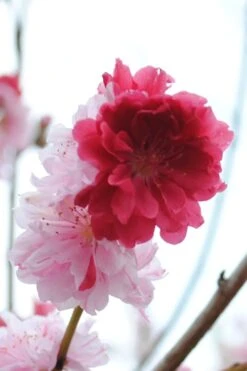 Peppermint Flowering Peach Tree - 5 Gallon Pot -Flora Bloom Shop Peach Flowering Peppermint 3