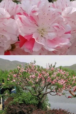 Peppermint Flowering Peach Tree - 5 Gallon Pot -Flora Bloom Shop Peach Flowering Peppermint 6