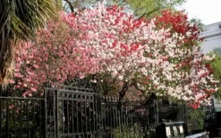 Peppermint Flowering Peach Tree - 5 Gallon Pot -Flora Bloom Shop Peach Peppermint 6