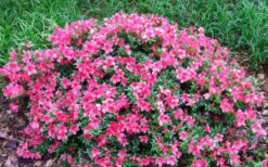 Chinzan Dwarf Azalea - 6 Pack Of 1 Gallon Pots 10 Chinzan Dwarf Azalea - 6 Pack Of 1 Gallon Pots -Flora Bloom Shop Picture Azalea Chinzan 2
