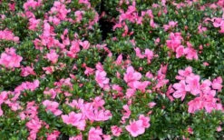 Chinzan Dwarf Azalea - 6 Pack Of 1 Gallon Pots 13 Chinzan Dwarf Azalea - 6 Pack Of 1 Gallon Pots -Flora Bloom Shop Picture Azalea Chinzan