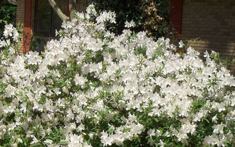 Mrs. G.G. Gerbing White Southern Indica Azalea - 7 Gallon Pot 5 Mrs. G.G. Gerbing White Southern Indica Azalea - 7 Gallon Pot - Image 5