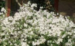 Mrs. G.G. Gerbing White Southern Indica Azalea - 1 Gallon Pot 10 Mrs. G.G. Gerbing White Southern Indica Azalea - 1 Gallon Pot -Flora Bloom Shop Picture Azlea GG Gerbing 1 2