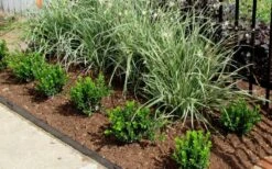 Baby Gem Boxwood - 3 Gallon Pot 12 Baby Gem Boxwood - 3 Gallon Pot -Flora Bloom Shop Picture Boxwood Baby Gem Edger 2