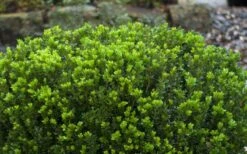 Baby Gem Boxwood - 7 Gallon Pot -Flora Bloom Shop Picture Boxwood Baby Gem Leaves 3