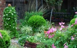 Baby Gem Boxwood - 3 Gallon Pot 15 Baby Gem Boxwood - 3 Gallon Pot -Flora Bloom Shop Picture Boxwood Baby Gem Specimen 2