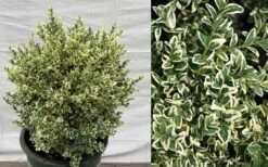 Dwarf Variegated Boxwood - 6 Pack Of 1 Gallon Pots -Flora Bloom Shop Picture Boxwood Dwarf Variegated 2