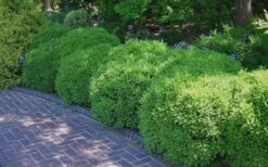 Franklins Gem Dwarf Boxwood - 6 Pack Of 1 Gallon Pots 11 Franklins Gem Dwarf Boxwood - 6 Pack Of 1 Gallon Pots -Flora Bloom Shop Picture Boxwood Franklins Gem 2 2